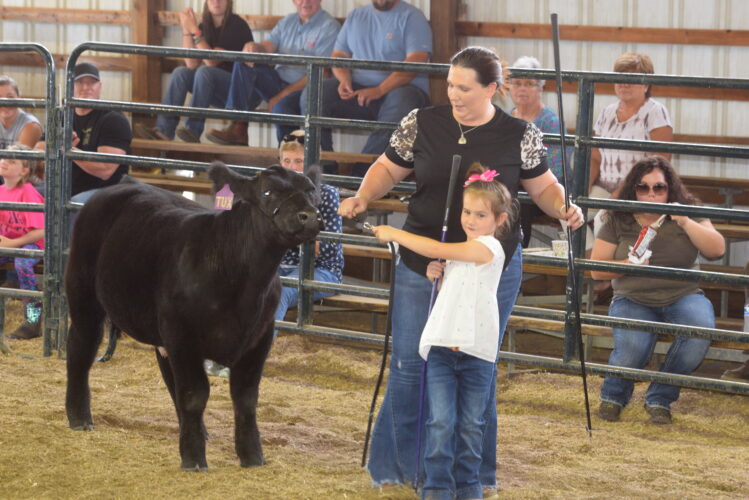 All the Right ‘Moos’ at the West Alexander Fair News, Sports, Jobs